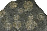 Fossil Ammonite Cluster - Posidonia Shale, Germany #368175-1